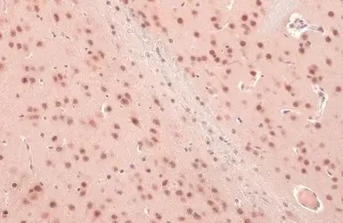 Immunohistochemistry (Formalin/PFA-fixed paraffin-embedded sections) - Anti-OGT / O-Linked N-Acetylglucosamine Transferase antibody (AB96718)