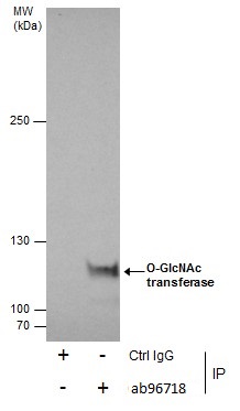 Immunoprecipitation - Anti-OGT / O-Linked N-Acetylglucosamine Transferase antibody (AB96718), expandable thumbnail