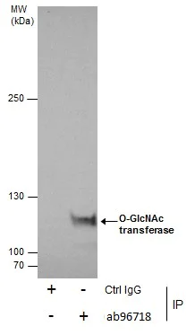Immunoprecipitation - Anti-OGT / O-Linked N-Acetylglucosamine Transferase antibody (AB96718)