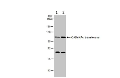Western blot - Anti-OGT / O-Linked N-Acetylglucosamine Transferase antibody (AB96718)