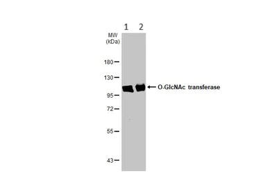Western blot - Anti-OGT / O-Linked N-Acetylglucosamine Transferase antibody (AB96718)