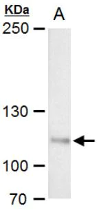 Western blot - Anti-OGT / O-Linked N-Acetylglucosamine Transferase antibody (AB96718)