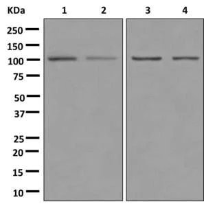 Western blot - Anti-OGT / O-Linked N-Acetylglucosamine Transferase antibody [EPR12712] - BSA and Azide free (AB250489)