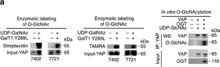 Western blot - Anti-OGT / O-Linked N-Acetylglucosamine Transferase antibody [EPR12713] (AB177941)