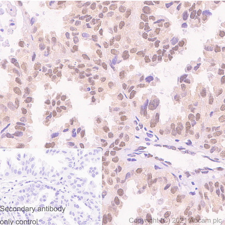 Immunohistochemistry (Formalin/PFA-fixed paraffin-embedded sections) - Anti-OGT / O-Linked N-Acetylglucosamine Transferase antibody [EPR12713] - BSA and Azide free (AB236014)