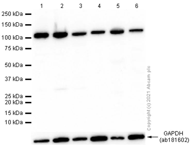 Western blot - Anti-OGT / O-Linked N-Acetylglucosamine Transferase antibody [EPR12713] - BSA and Azide free (AB236014)