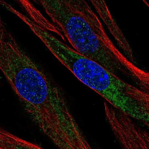 Immunocytochemistry/ Immunofluorescence - Anti-OIF antibody (AB244329)