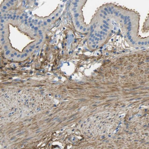 Immunohistochemistry (Formalin/PFA-fixed paraffin-embedded sections) - Anti-OIF antibody (AB244329)