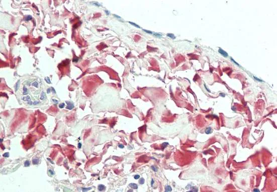 Immunohistochemistry (Formalin/PFA-fixed paraffin-embedded sections) - Anti-OIF antibody - C-terminal (AB211456)