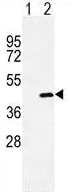 Western blot - Anti-OIF antibody - C-terminal (AB211456)