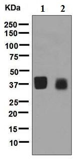 Western blot - Anti-OIF antibody [EPR6963] (AB126749), expandable thumbnail