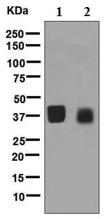 Western blot - Anti-OIF antibody [EPR6963] (AB126749)