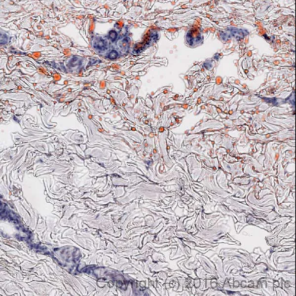 Histology - Oil Red O Stain Kit (Lipid Stain) (AB150678)