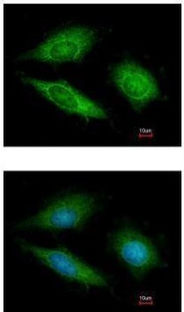 Immunocytochemistry/ Immunofluorescence - Anti-OLA1 antibody (AB229090)