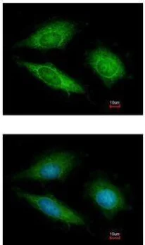 Immunocytochemistry/ Immunofluorescence - Anti-OLA1 antibody (AB229090)