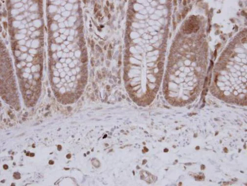 Immunohistochemistry (Formalin/PFA-fixed paraffin-embedded sections) - Anti-OLA1 antibody (AB229090)
