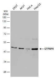 Western blot - Anti-OLA1 antibody (AB229090)