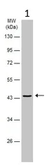 Western blot - Anti-OLA1 antibody (AB229090)