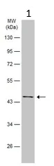 Western blot - Anti-OLA1 antibody (AB229090)
