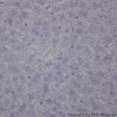Immunohistochemistry (Formalin/PFA-fixed paraffin-embedded sections) - Anti-Olfactory Marker Protein/OMP antibody [EPR19157] (AB183948)