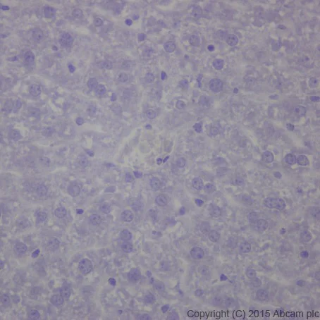 Immunohistochemistry (Formalin/PFA-fixed paraffin-embedded sections) - Anti-Olfactory Marker Protein/OMP antibody [EPR19157] (AB183948)
