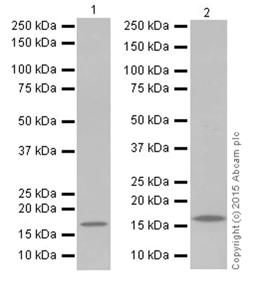 Western blot - Anti-Olfactory Marker Protein/OMP antibody [EPR19157] (AB183948)