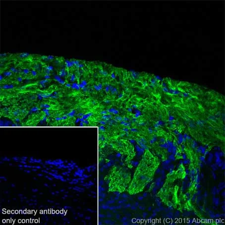 Immunohistochemistry (Frozen sections) - Anti-Olfactory Marker Protein/OMP antibody [EPR19190] (AB183947)