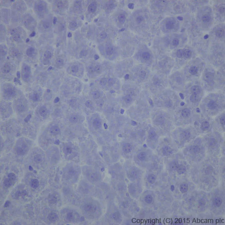 Immunohistochemistry (Formalin/PFA-fixed paraffin-embedded sections) - Anti-Olfactory Marker Protein/OMP antibody [EPR19190] - BSA and Azide free (AB250712)