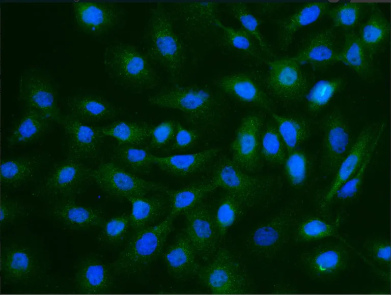 Immunocytochemistry - Anti-OLFM4 antibody [12] - BSA and Azide free (AB276046)