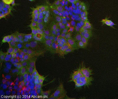 Immunocytochemistry/ Immunofluorescence - Anti-OLFM4 antibody (AB85046)
