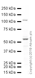 Western blot - Anti-OLFM4 antibody (AB85046)