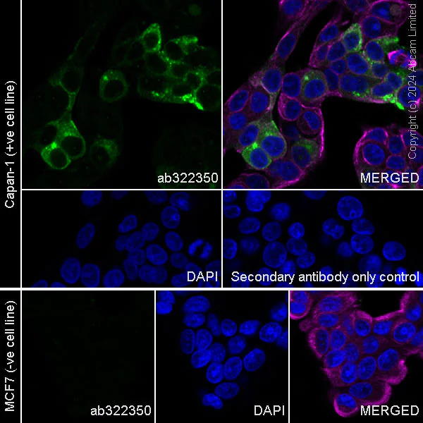 Immunocytochemistry/ Immunofluorescence - Anti-OLFM4 antibody [EPR29030-1] (AB322350)