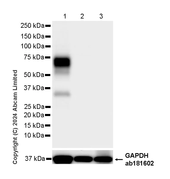 Western blot - Anti-OLFM4 antibody [EPR29030-1] (AB322350)