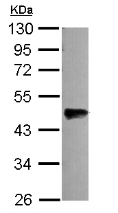 Western blot - Anti-OLFML3 antibody (AB111712), expandable thumbnail