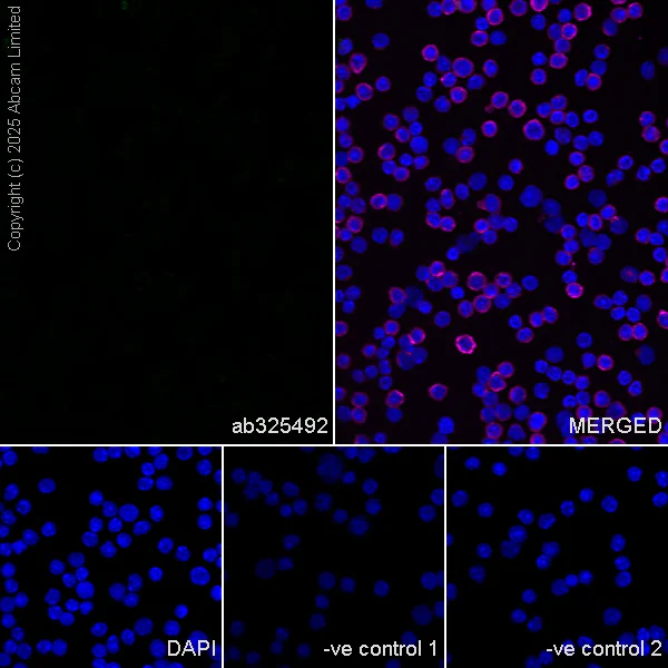 Immunocytochemistry/ Immunofluorescence - Anti-Olig1 antibody [EPR30098-92] (AB325492)