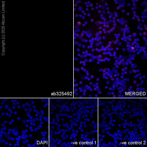 Immunocytochemistry/ Immunofluorescence - Anti-Olig1 antibody [EPR30098-92] (AB325492)
