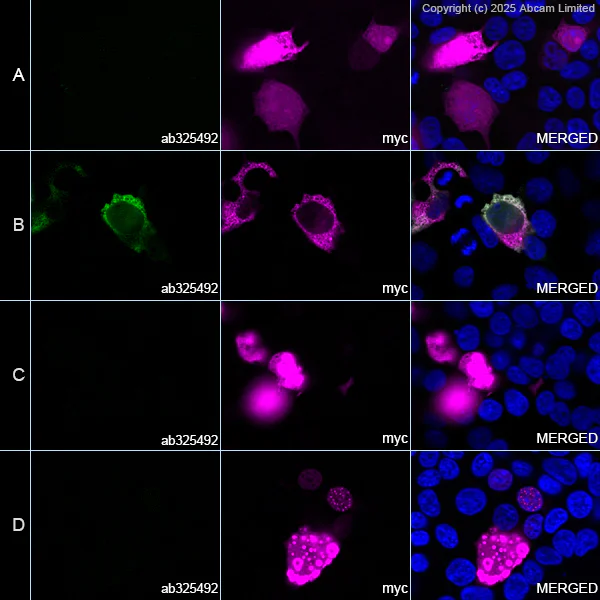 Immunocytochemistry/ Immunofluorescence - Anti-Olig1 antibody [EPR30098-92] (AB325492)