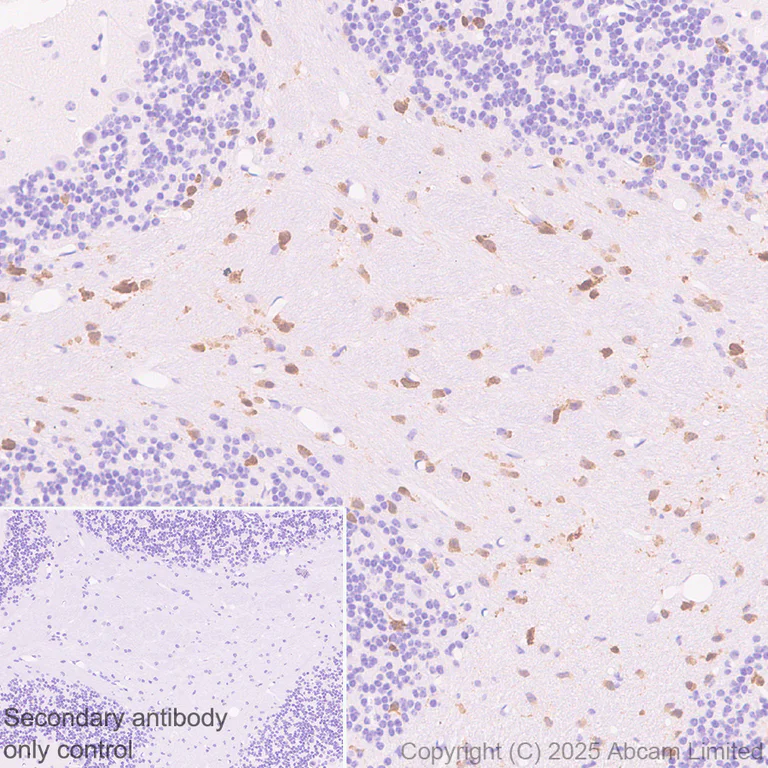 Immunohistochemistry (Formalin/PFA-fixed paraffin-embedded sections) - Anti-Olig1 antibody [EPR30098-92] (AB325492)