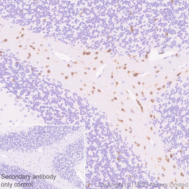 Immunohistochemistry (Formalin/PFA-fixed paraffin-embedded sections) - Anti-Olig1 antibody [EPR30098-92] (AB325492)