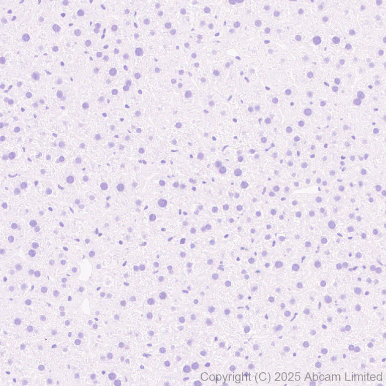 Immunohistochemistry (Formalin/PFA-fixed paraffin-embedded sections) - Anti-Olig1 antibody [EPR30098-92] (AB325492)