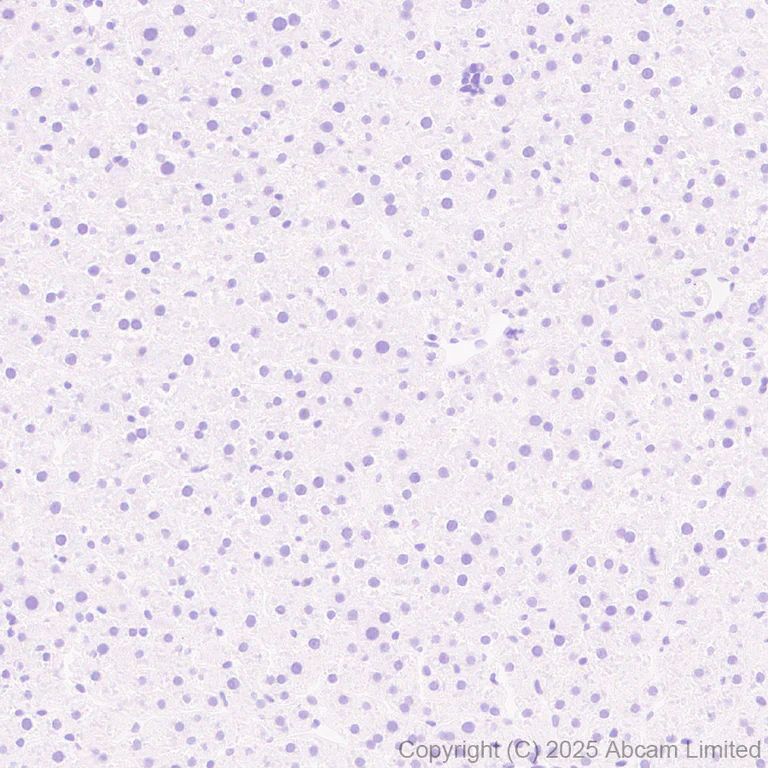 Immunohistochemistry (Formalin/PFA-fixed paraffin-embedded sections) - Anti-Olig1 antibody [EPR30098-92] (AB325492)
