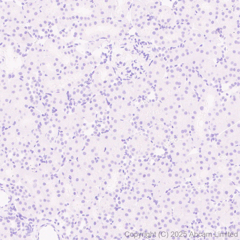 Immunohistochemistry (Formalin/PFA-fixed paraffin-embedded sections) - Anti-Olig1 antibody [EPR30098-92] (AB325492)