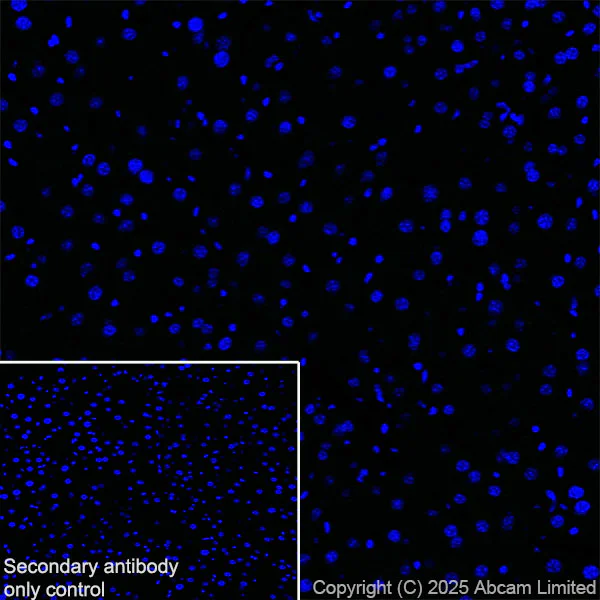 Immunohistochemistry (Frozen sections) - Anti-Olig1 antibody [EPR30098-92] (AB325492)