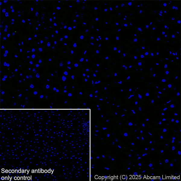Immunohistochemistry (Frozen sections) - Anti-Olig1 antibody [EPR30098-92] (AB325492)