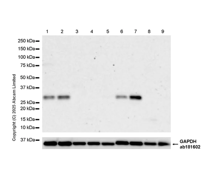 Western blot - Anti-Olig1 antibody [EPR30098-92] (AB325492)