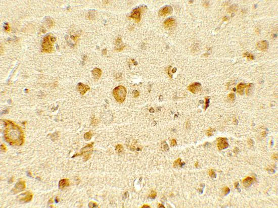 Immunohistochemistry (Formalin/PFA-fixed paraffin-embedded sections) - Anti-Olig1 antibody - N-terminal (AB191694)
