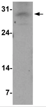 Western blot - Anti-Olig1 antibody - N-terminal (AB191694)