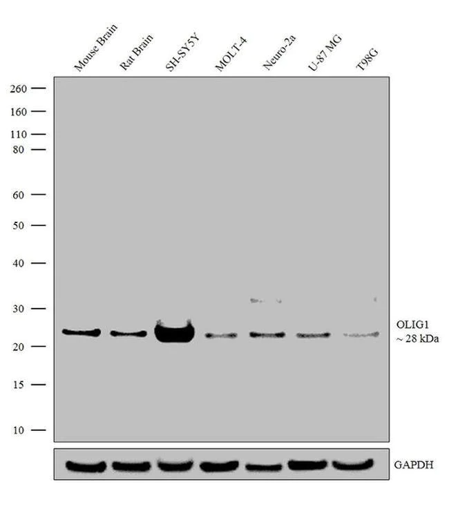 Western blot - Anti Olig1 Antibody [RP 23040252] (AB308009)