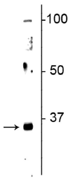 Western blot - Anti-Olig2 antibody (AB254043)