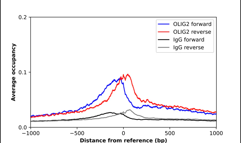 ChIP - Anti-OLIG2 Antibody (AB327177)